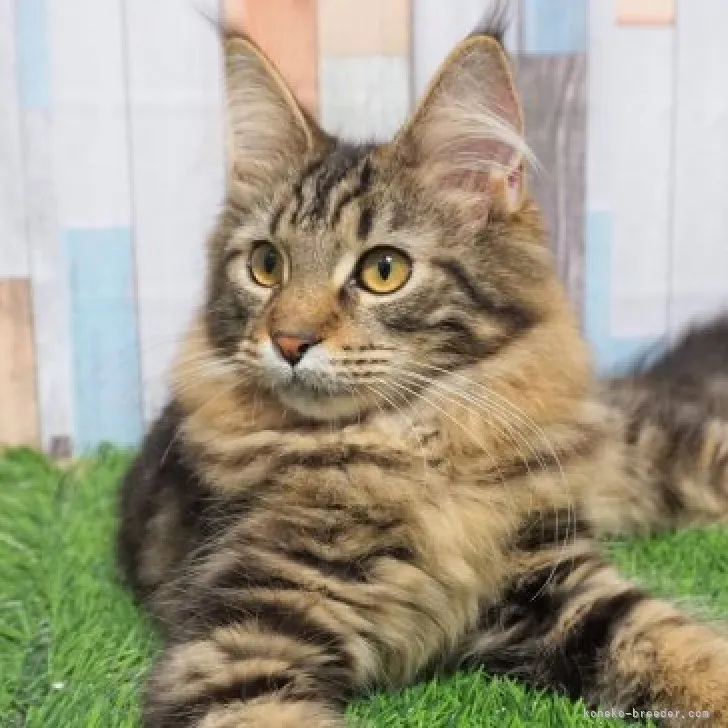 ID：2212-00482の子猫