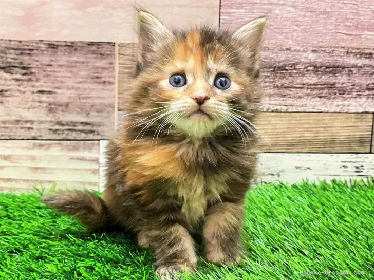 ID:2201-02022の子猫