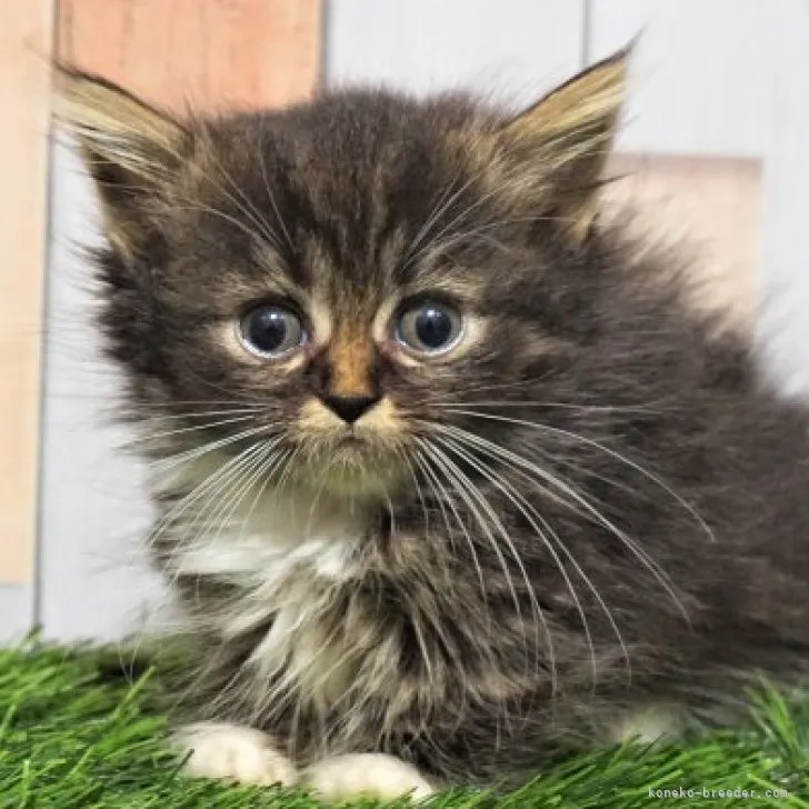 ID:2308-02825の子猫