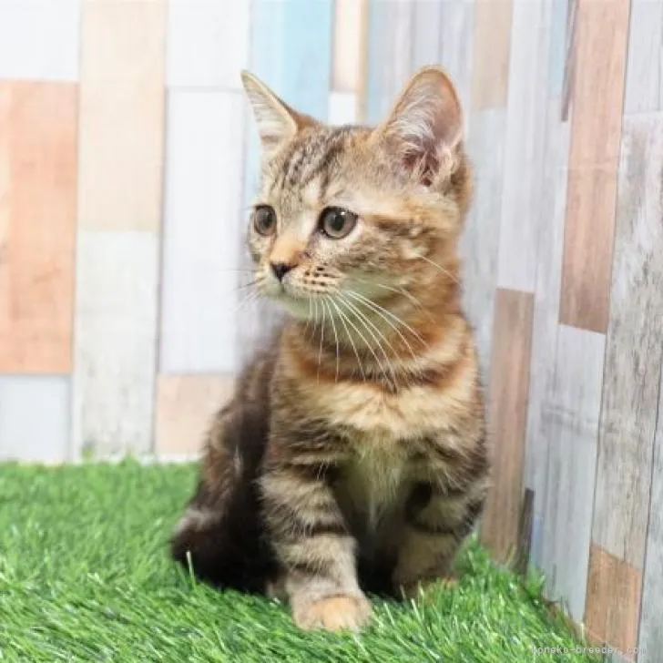 ID：2301-01296の子猫