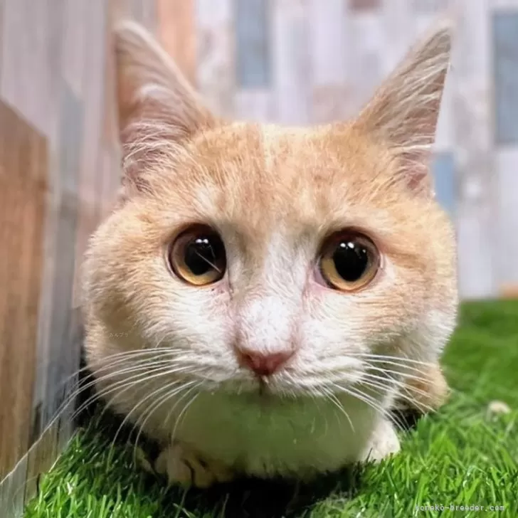ID：2407-01592の子猫