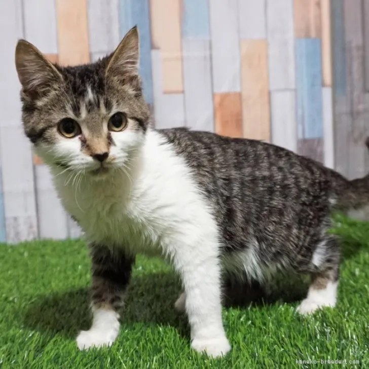 ID：2302-00734の子猫