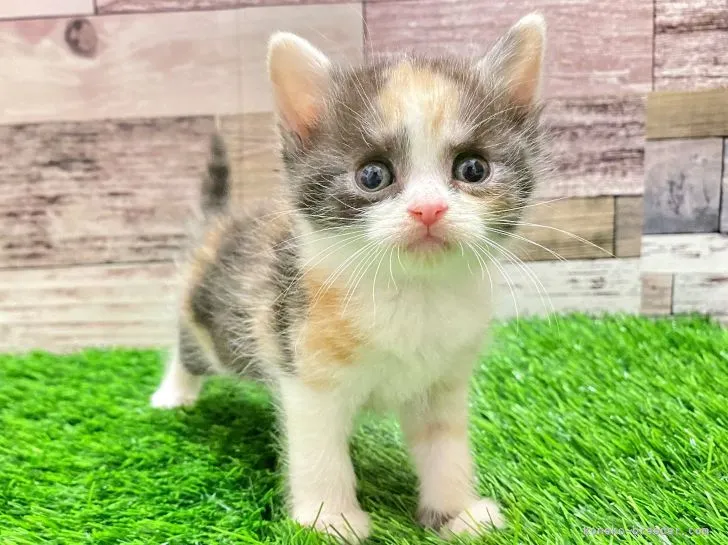 ID:2202-00170の子猫