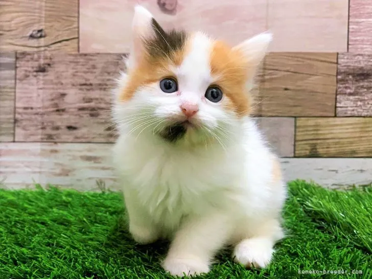 ID：2201-02020の子猫