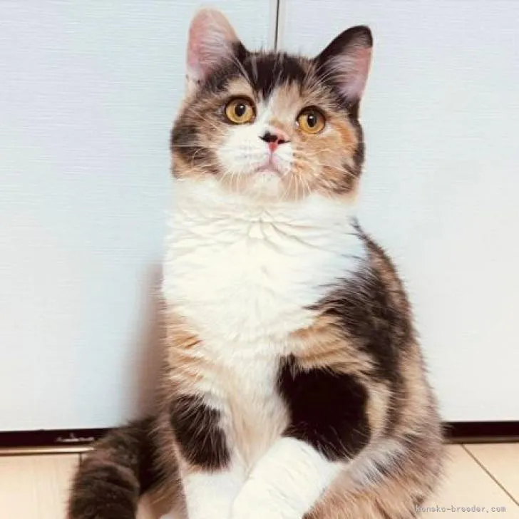 ID:2202-00171の子猫