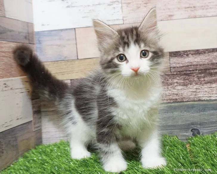 ID:2109-02470の子猫