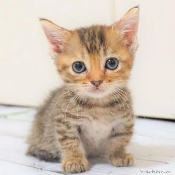 ふぐ 様のお迎えした子猫