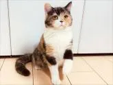 ミヌエット(長足)【大阪府・女の子・2022年1月8日・キャリコ】の写真2「７/４撮影」