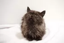 ミヌエット(短足)【大阪府・男の子・2025年1月23日・ブラックスモーク】の写真2