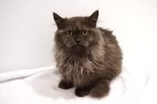 ミヌエット(短足)【大阪府・男の子・2025年1月23日・ブラックスモーク】の写真5