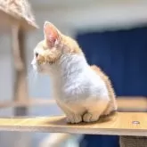 マンチカン(短足)【大阪府・男の子・2025年1月20日・レッドタビー&ホワイト】の写真8