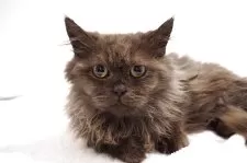 ミヌエット(短足)【大阪府・男の子・2025年1月23日・ブラックスモーク】の写真7