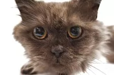 ミヌエット(短足)【大阪府・男の子・2025年1月23日・ブラックスモーク】の写真6