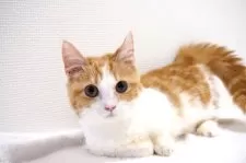 マンチカン(短足)【大阪府・男の子・2025年1月20日・レッドタビー&ホワイト】の写真2