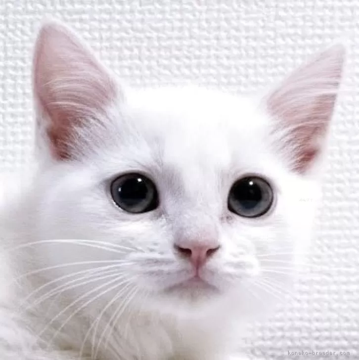 マンチカン(長足)【大阪府・男の子・2025年6月7日・ホワイト】の写真1