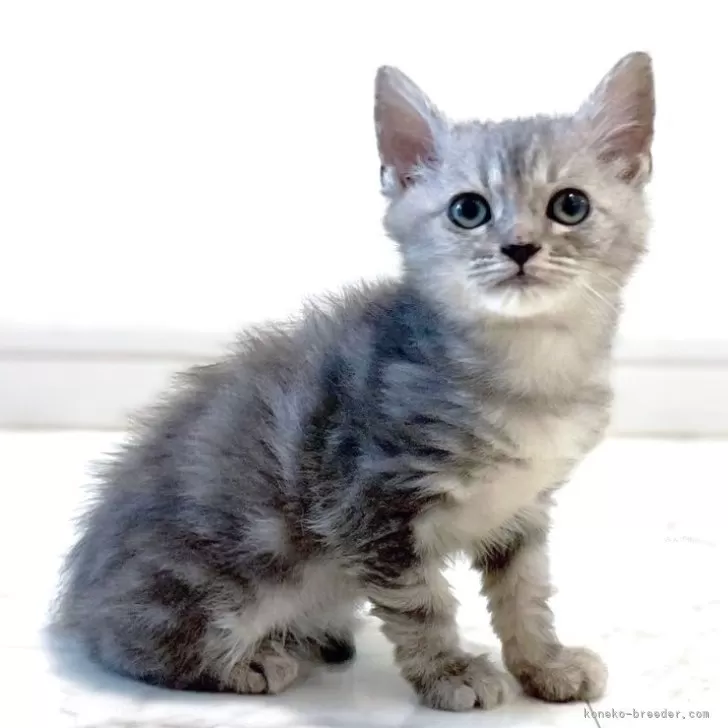 N.I 様のお迎えした子猫