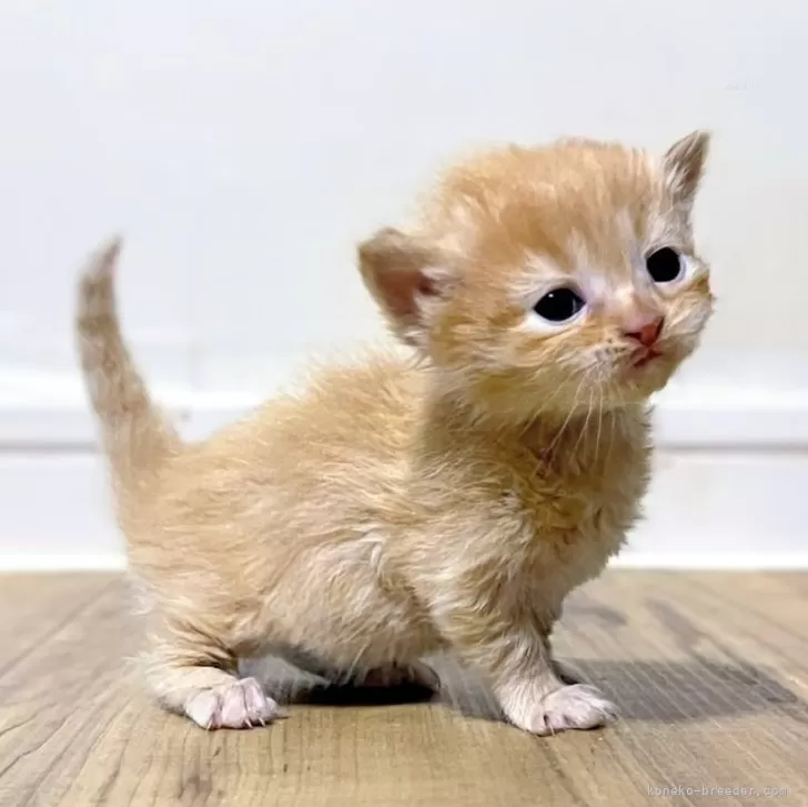 ID:2502-01309の子猫