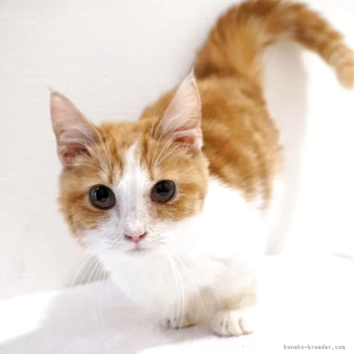 マンチカン(短足)【大阪府・男の子・2025年1月20日・レッドタビー&amp;ホワイト】の写真1