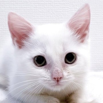 マンチカン(長足)【大阪府・男の子・2025年6月7日・ホワイト】の写真「😸　くりっとお目々のかわいこ君♪　😸」