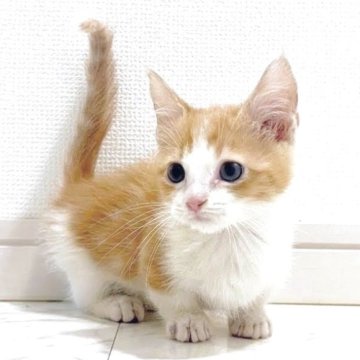 マンチカン【大阪府・男の子・2025年1月20日・レッドタビー&ホワイト】の写真「😸　可愛い短足男の子です♪　😸」