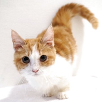 マンチカン(短足)【大阪府・男の子・2025年1月20日・レッドタビー&ホワイト】の写真「😸　お目々クリクリの短足君♪　😸」