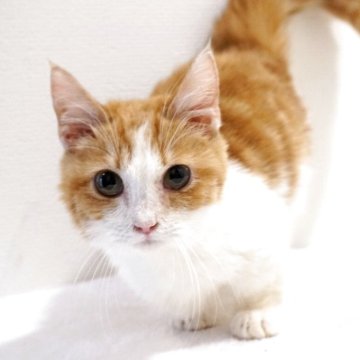 マンチカン(短足)【大阪府・男の子・2025年1月20日・レッドタビー&ホワイト】の写真「😸　お目々クリクリの短足君♪　😸」