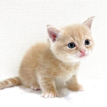 マンチカン【大阪府・男の子・2025年6月2日・クリームタビー】の写真「😸　可愛い短足男の子です♪　😸」