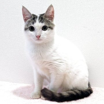 マンチカン(長足)【大阪府・男の子・2025年1月20日・ブラウンタビー&ホワイト】の写真「😸　サマーセール実施中♪　😸」