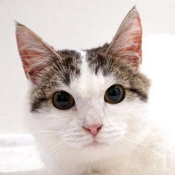 マンチカン(長足)【大阪府・男の子・2025年1月20日・ブラウンタビー&ホワイト】の写真「😸　好奇心旺盛な甘えた君♪　😸」