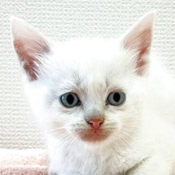 ミヌエット(長足)【大阪府・男の子・2025年6月22日・ホワイト】の写真「😸　ブルーアイが綺麗なホワイトの男の子　😸」