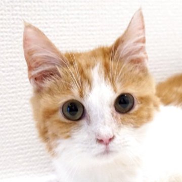 マンチカン(短足)【大阪府・男の子・2025年1月20日・レッドタビー&ホワイト】の写真「😸　お目々クリクリの短足君♪　😸」