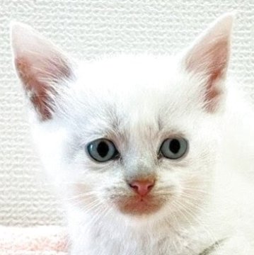 ミヌエット(長足)【大阪府・男の子・2025年6月22日・ホワイト】の写真「😸　ブルーアイが綺麗なホワイトの男の子　😸」