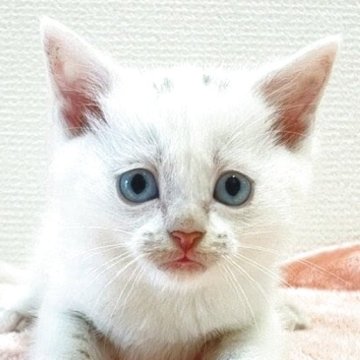 ミヌエット(長足)【大阪府・男の子・2025年6月22日・ホワイト】の写真「😸　ブルーアイが綺麗なホワイトの男の子　😸」