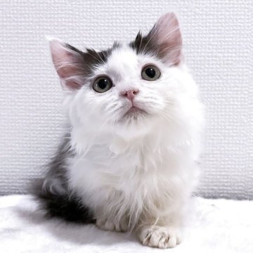 マンチカン(短足)【大阪府・男の子・2025年6月7日・ブラック&ホワイト（ロングヘア）】の写真「😸　くりっとお目々の長毛短足君♪　😸」