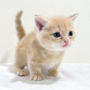 マンチカン(短足)【大阪府・男の子・2025年6月2日・クリームタビー】の写真「😸　可愛い短足男の子です♪　😸」