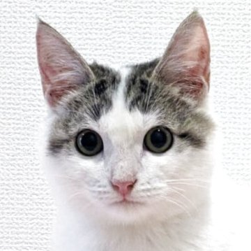 マンチカン(長足)【大阪府・男の子・2025年1月20日・ブラウンタビー&ホワイト】の写真「😸　好奇心旺盛な甘えた君♪　😸」