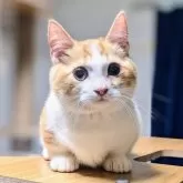 マンチカン(短足)