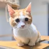 マンチカン(短足)