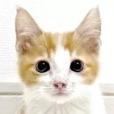 マンチカン(短足)