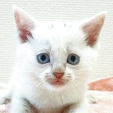 ミヌエット(長足)