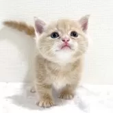 マンチカン(短足)