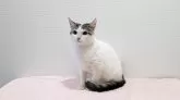 マンチカン(長足)【大阪府・男の子・2025年1月20日・ブラウンタビー&ホワイト】の写真3