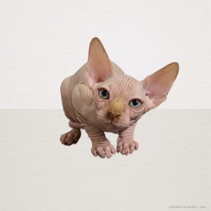 ID:2407-02661の子猫