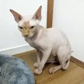 スフィンクス