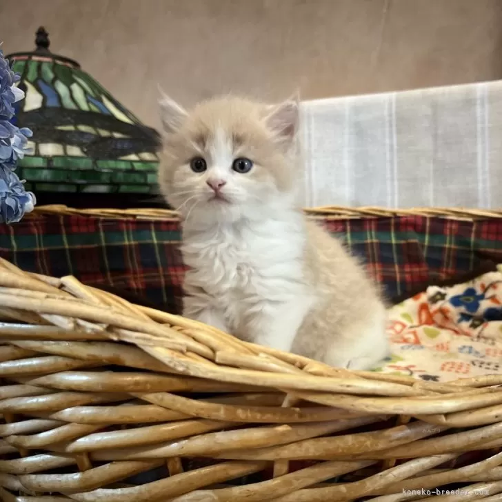 S.U 様のお迎えした子猫