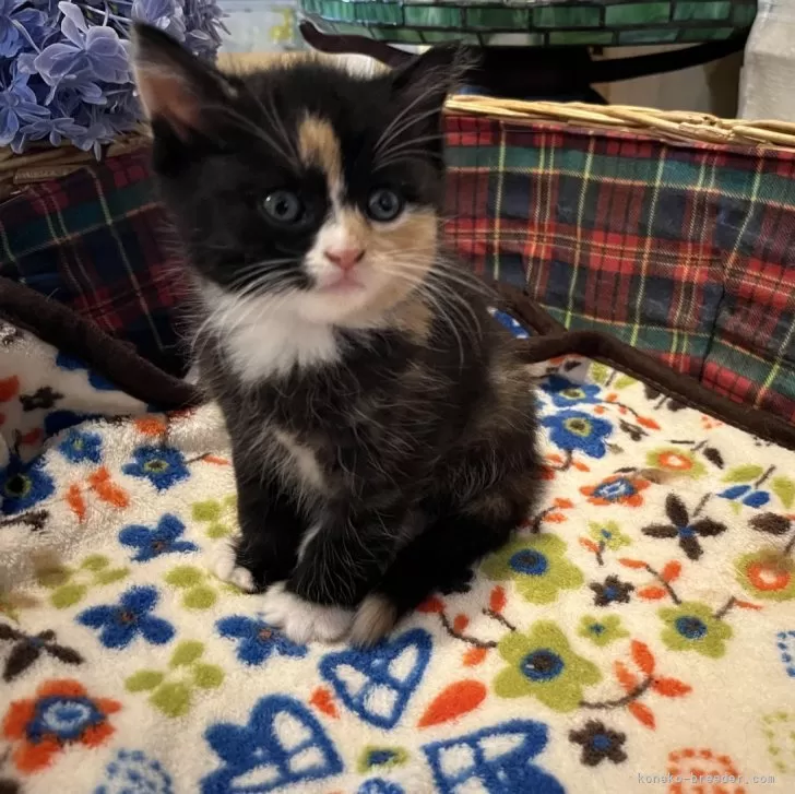 ID：2407-00284の子猫