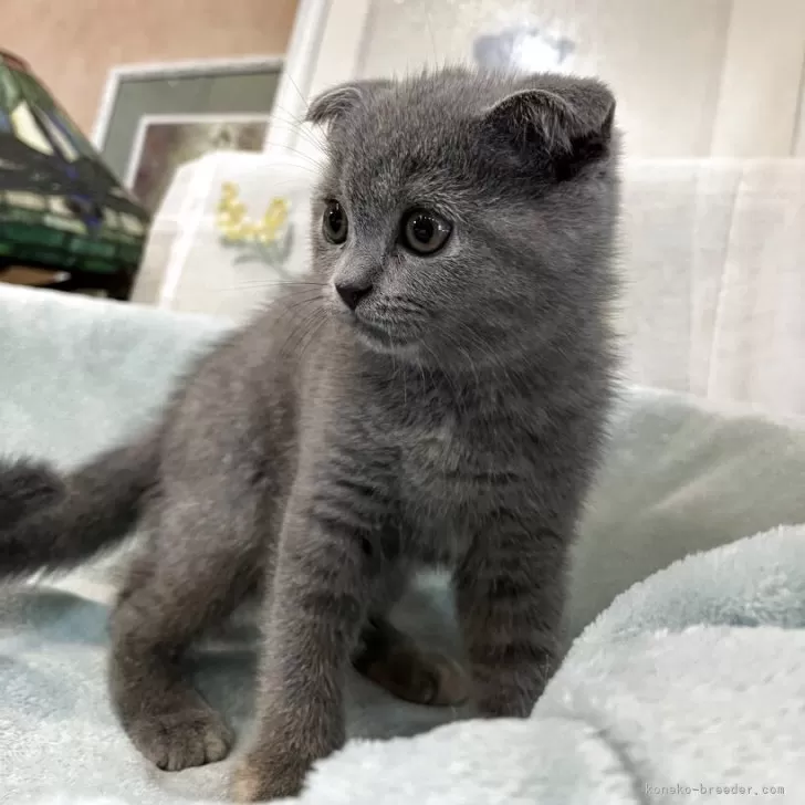 T.A 様のお迎えした子猫