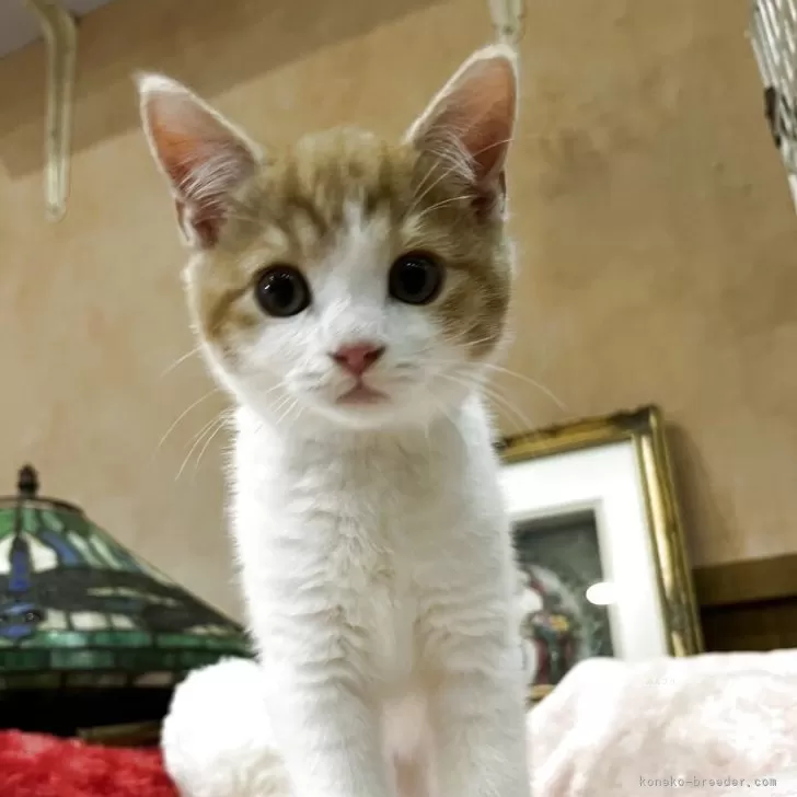 スコティッシュフォールド(立ち耳)【東京都・男の子・2025年9月1日・レッドタビー&amp;ホワイト】の写真1「身体は、白多めで華やかな子猫です。綺麗なイケメンさん。おとなしめ。」