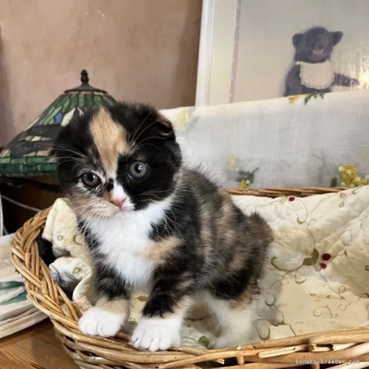 M.Ｉ 様のお迎えした子猫