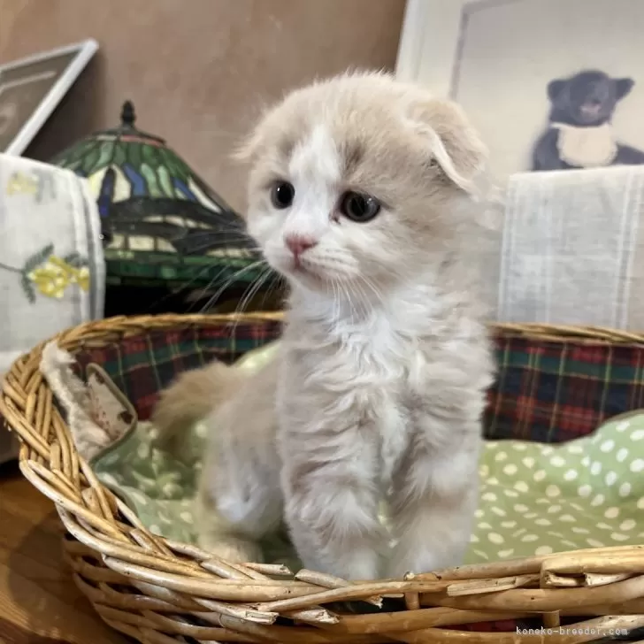 じゅんじゅん 様のお迎えした子猫